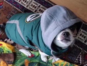 Foster dog Mia would rather I take her for a walk