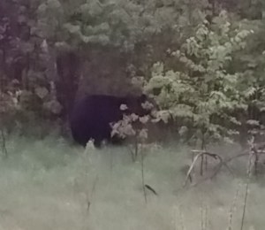 bear near S