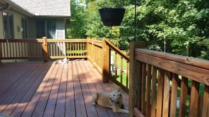 dogs sunning on porch