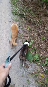 walking dogs
