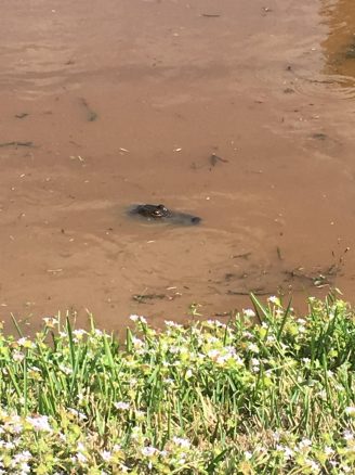 Hot and cold running water